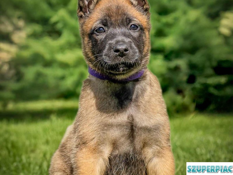 Belga juhász Malinois kölykök keresik szerető gazdájukat