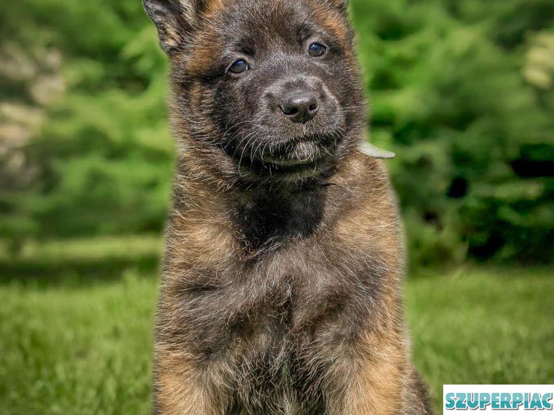 Belga juhász Malinois kölykök keresik szerető gazdájukat