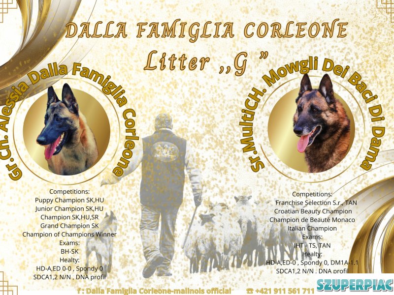Belga juhász Malinois kölykök keresik szerető gazdájukat