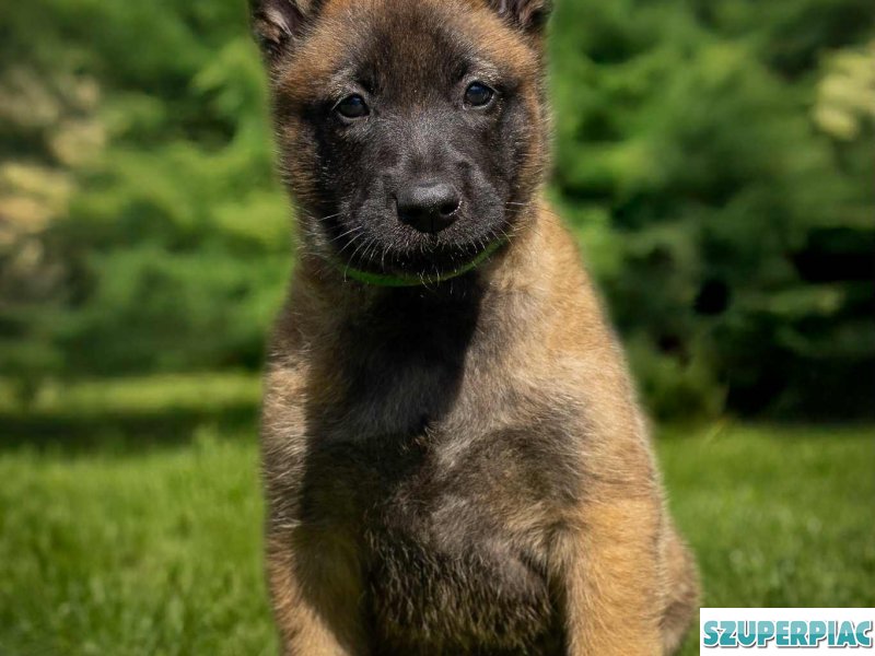 Belga juhász Malinois kölykök keresik szerető gazdájukat