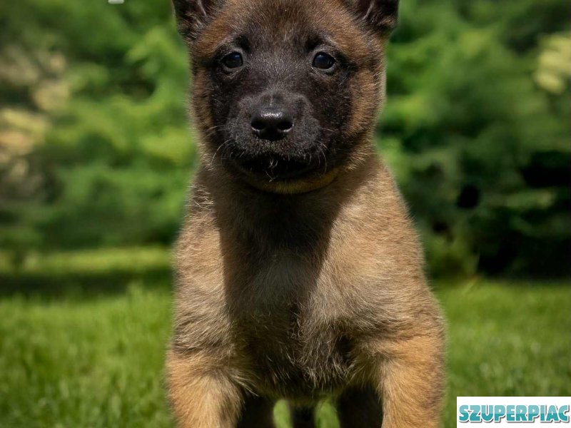 Belga juhász Malinois kölykök keresik szerető gazdájukat
