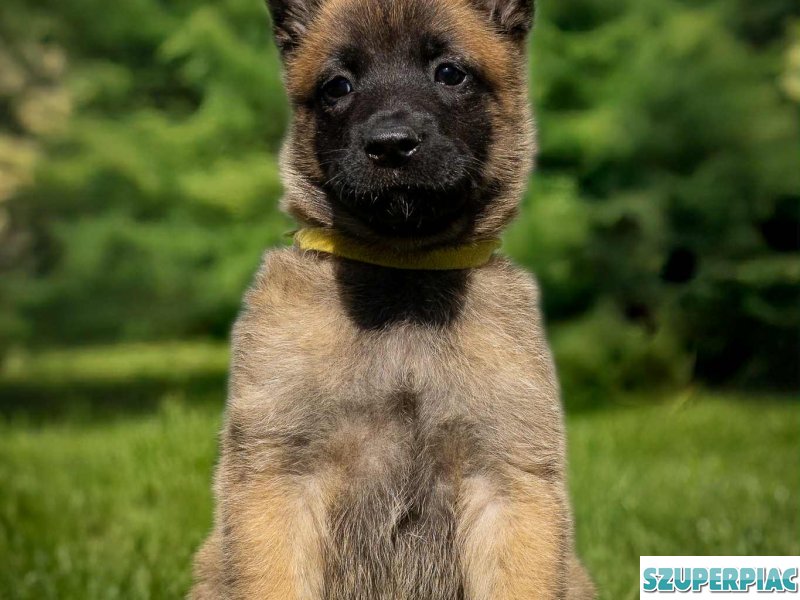 Belga juhász Malinois kölykök keresik szerető gazdájukat