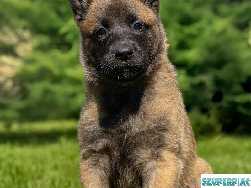 Belga juhász Malinois kölykök keresik szerető gazdájukat