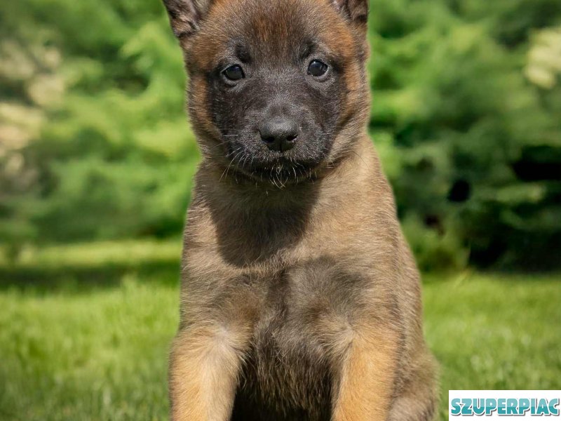 Belga juhász Malinois kölykök keresik szerető gazdájukat