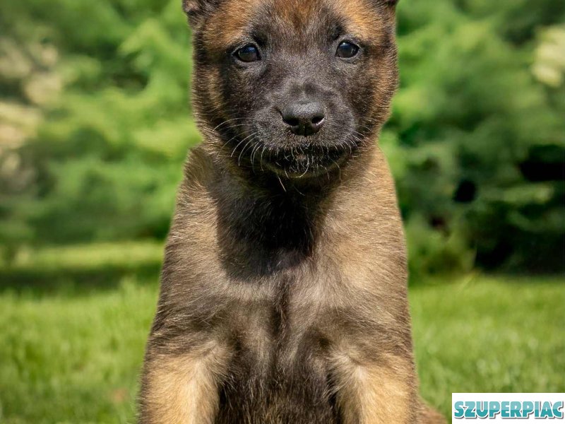 Belga juhász Malinois kölykök keresik szerető gazdájukat