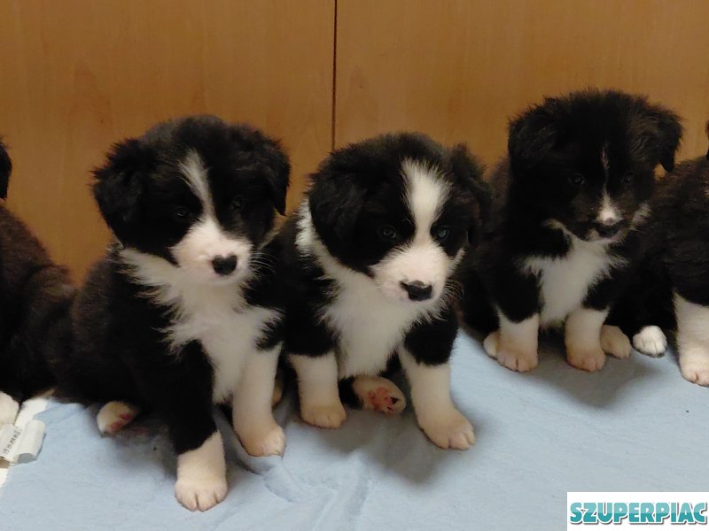 Border Collie kiskutya