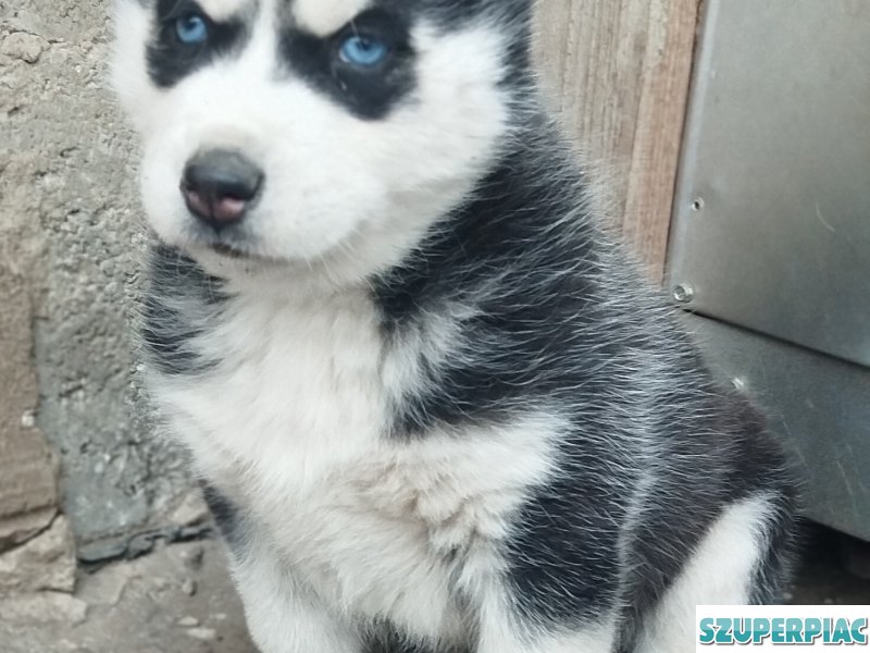 Husky