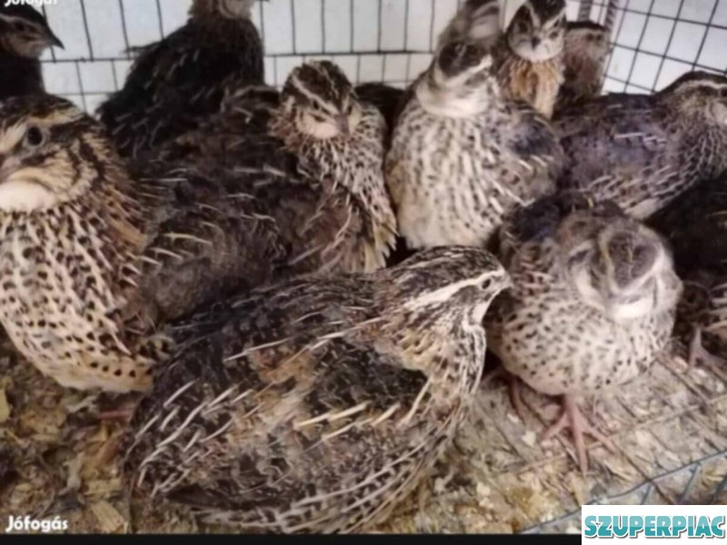 4 hetes fürj tojó eladó