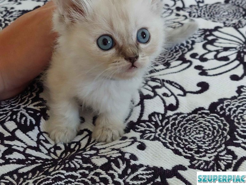 Ragdoll cica Blue Lynx