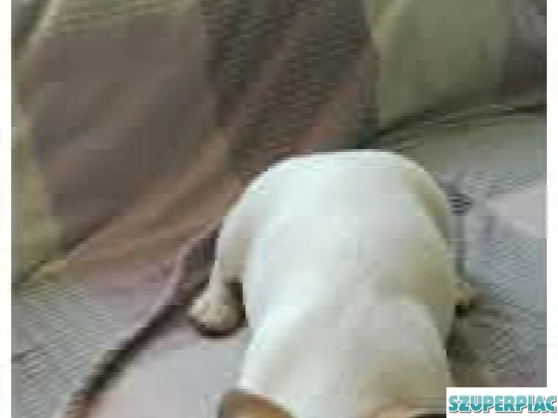 Jack Russel Terrier