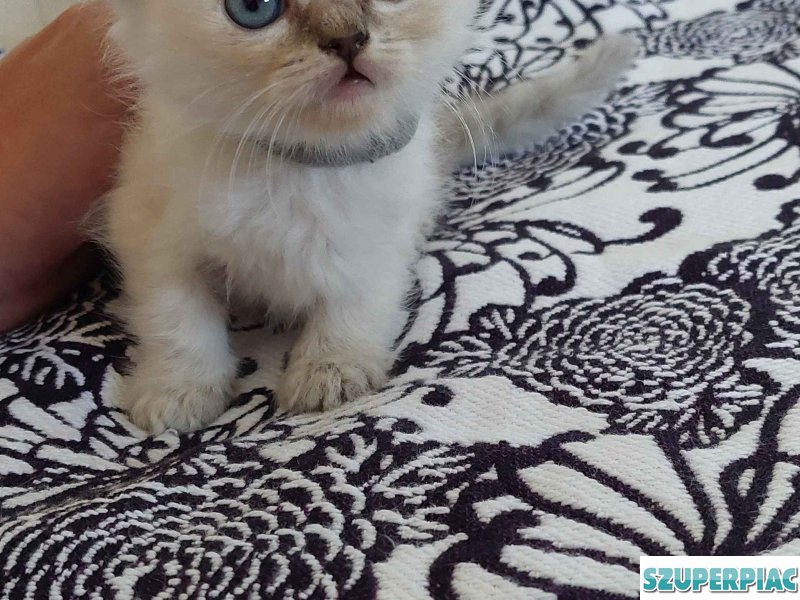 Ragdoll cica Blue Lynx