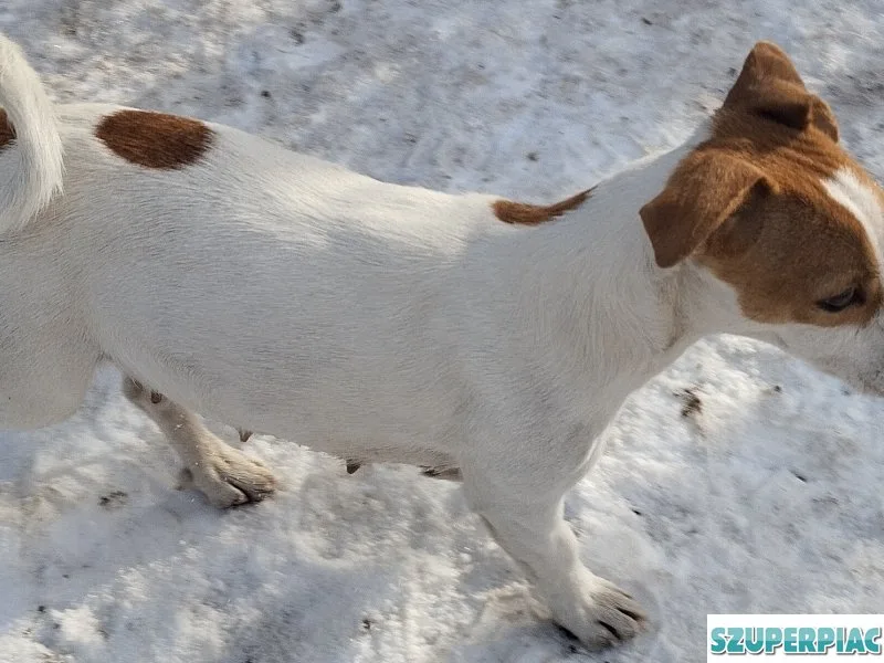 Jack Russel Terrier