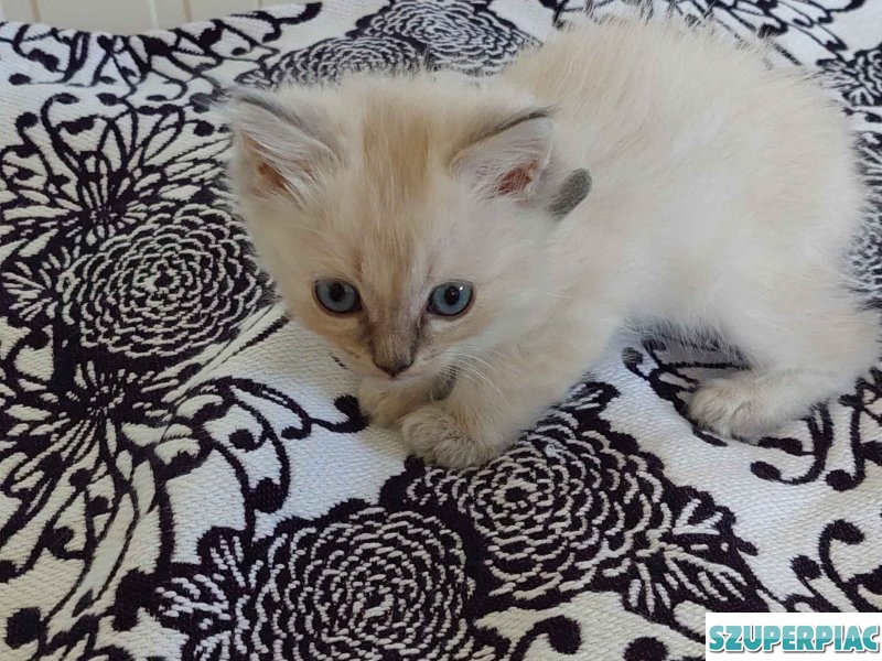 Ragdoll cica Blue Lynx
