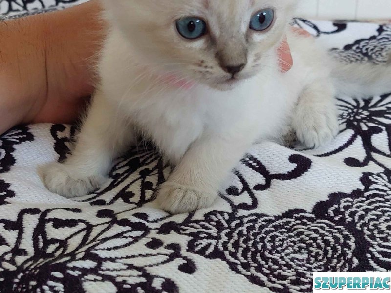 Ragdoll cica Blue Lynx
