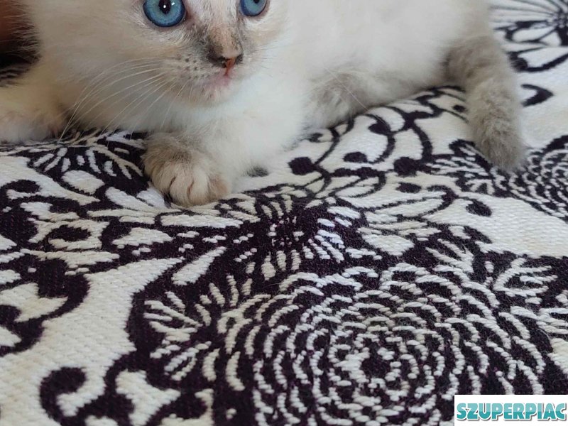 Ragdoll cica Blue Lynx