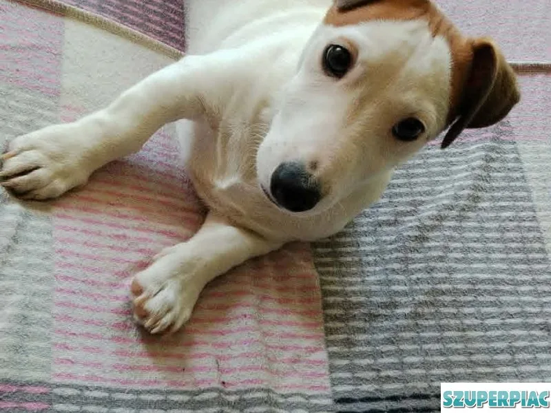 Jack Russel Terrier