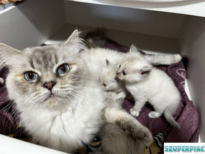Ragdoll cica Blue Lynx