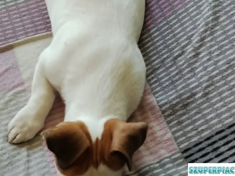 Jack Russel Terrier
