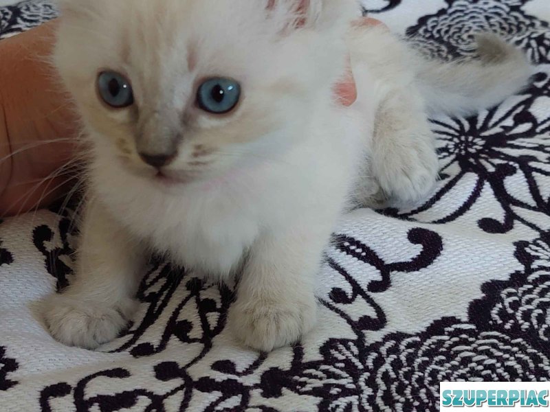 Ragdoll cica Blue Lynx
