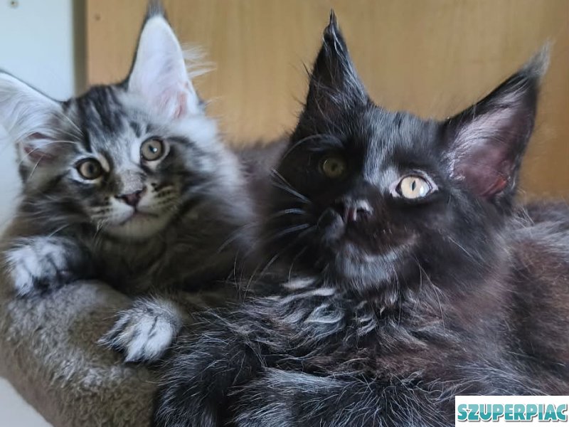Maine Coon