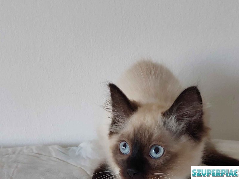 Ragdoll cica Seal Point