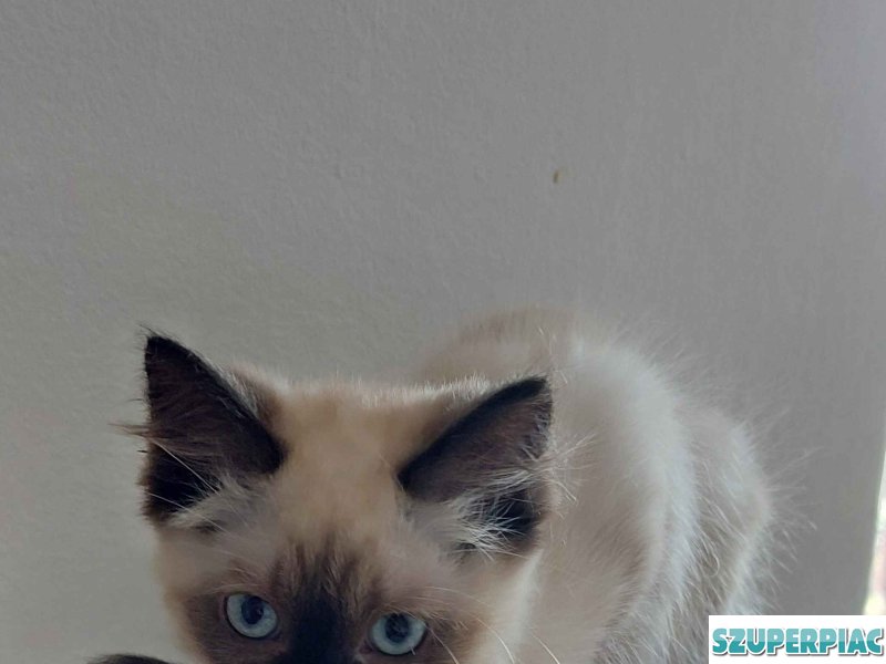Ragdoll cica Seal Point