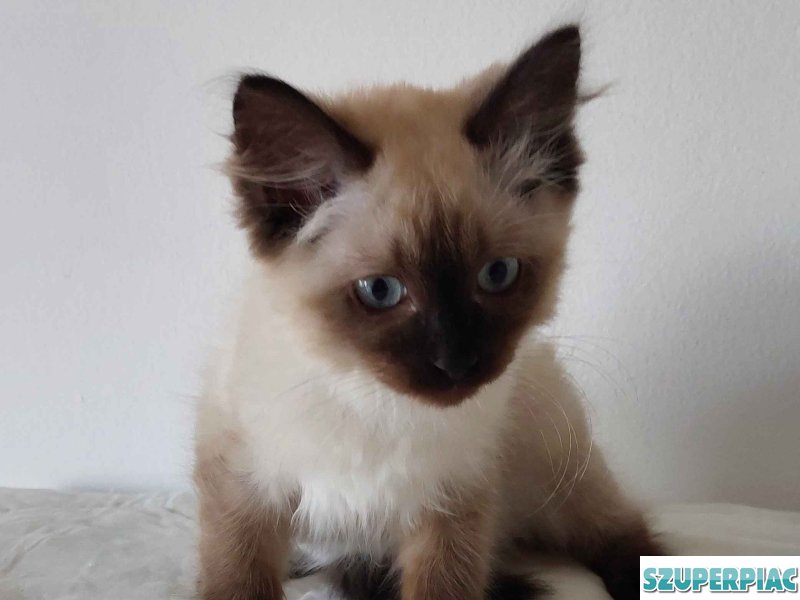 Ragdoll cica Seal Point