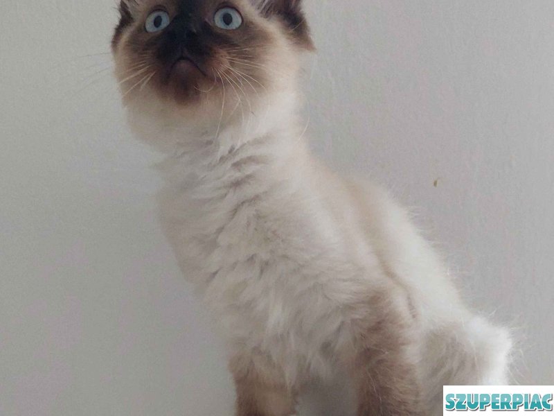 Ragdoll cica Seal Point