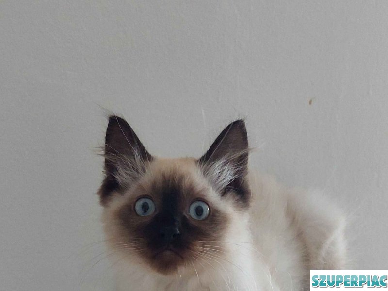 Ragdoll cica Seal Point
