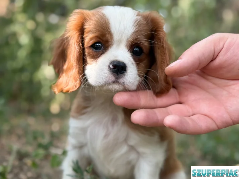Cavalier king Charles