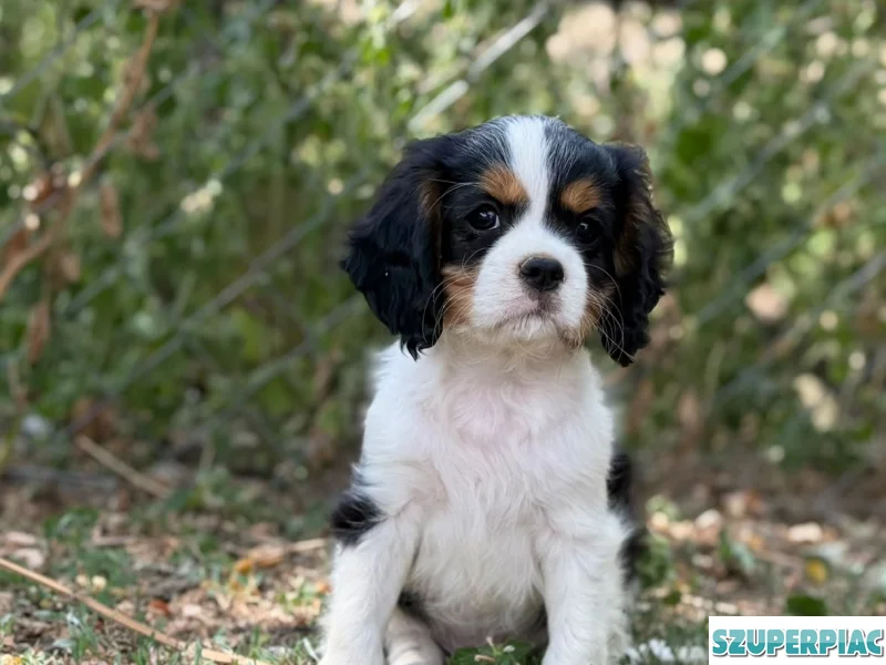 Cavalier King Charles spániel kölyök