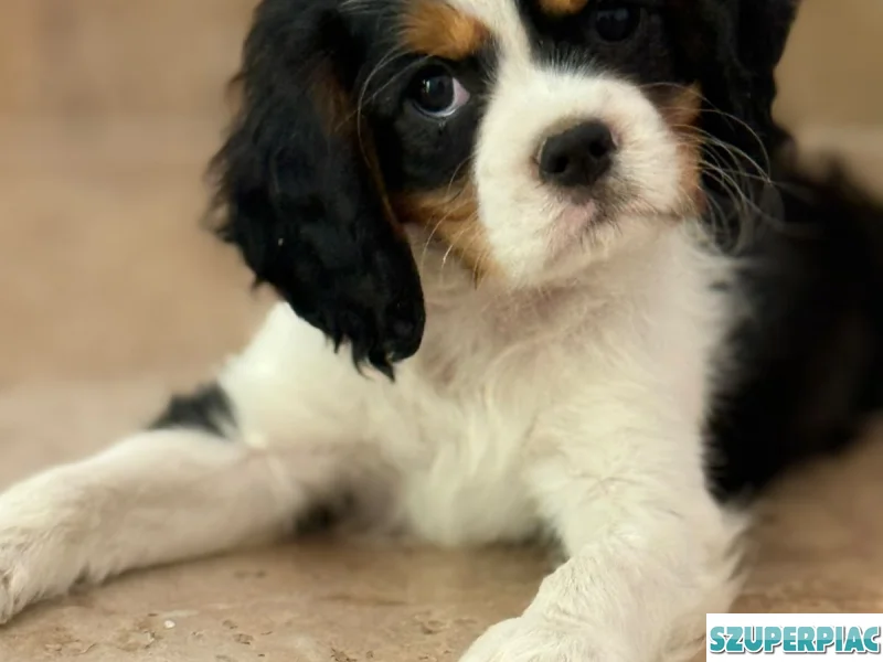 Cavalier King Charles spániel kölyök