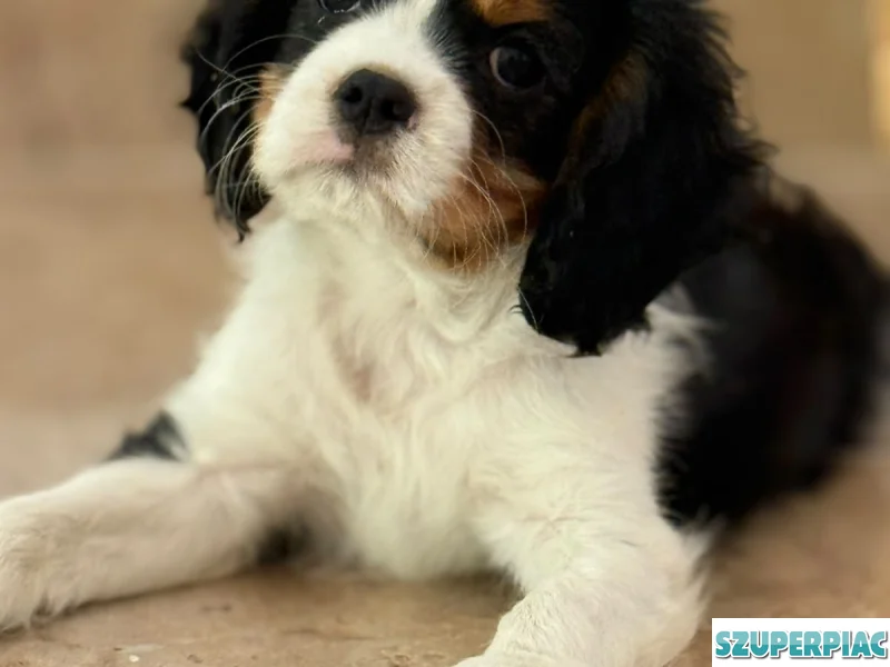 Cavalier King Charles spániel kölyök