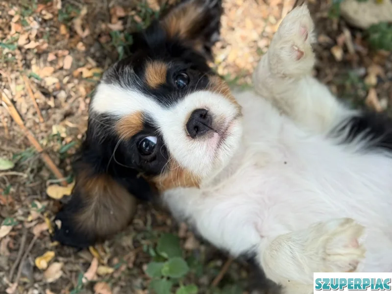 Cavalier King Charles spániel kölyök