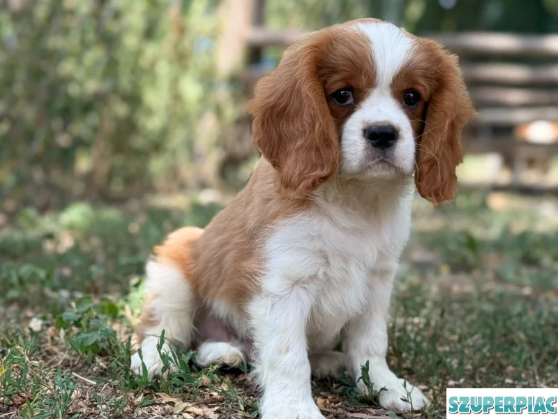 Cavalier king Charles
