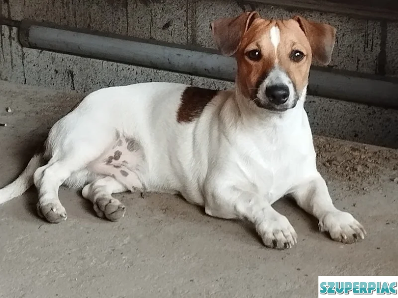 Jack Russel Terrier