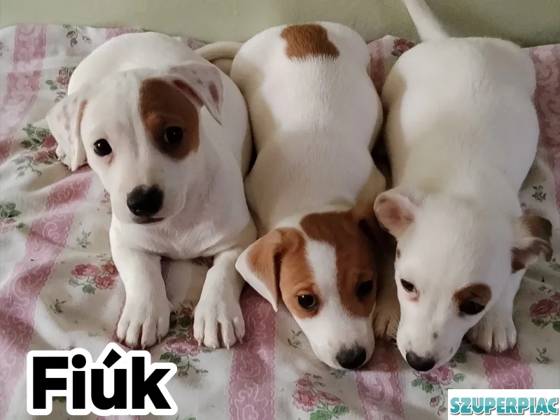 Jack Russel Terrier
