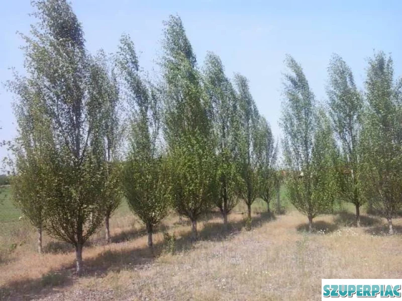 Oszlopos Kinai nyarfa csemet