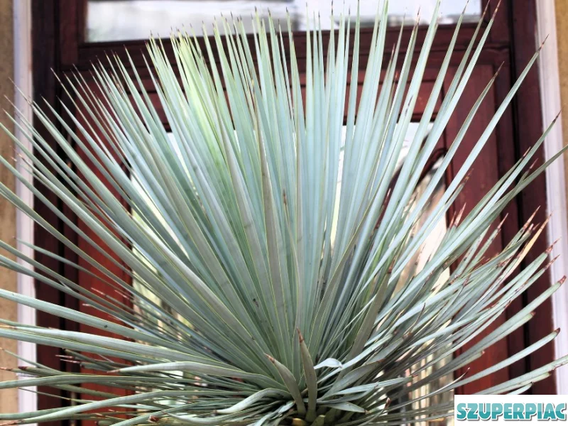 Yucca rostrata
