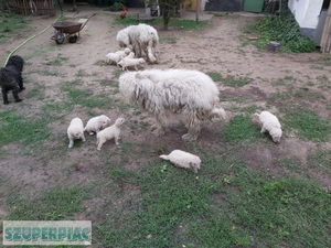 Komondor kiskutya