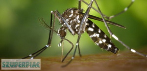 Szúnyogirtás,  szúnyoggyérítés