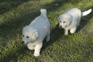 Kuvasz