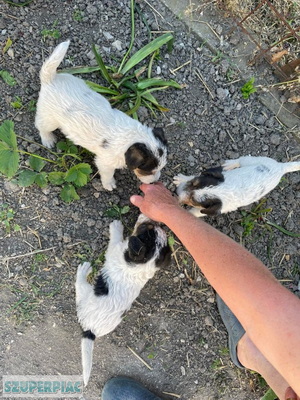 Foxterrier kiskutya eladó