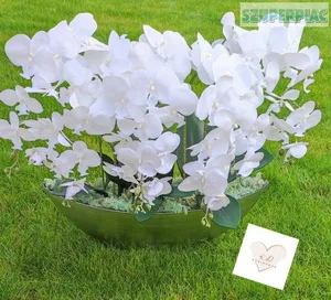 ORCHIDEA