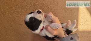 Eladó border collie