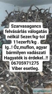 Szarvasagancs felvasarlas Magyarország egész területén