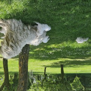 Komondor kölyök