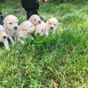 Fajtatiszta Golden Retriever jellegű kiskutyák