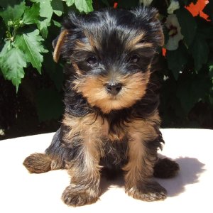 Yorkshire terrier kölykök eladók