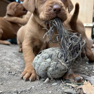Magyar vizsla